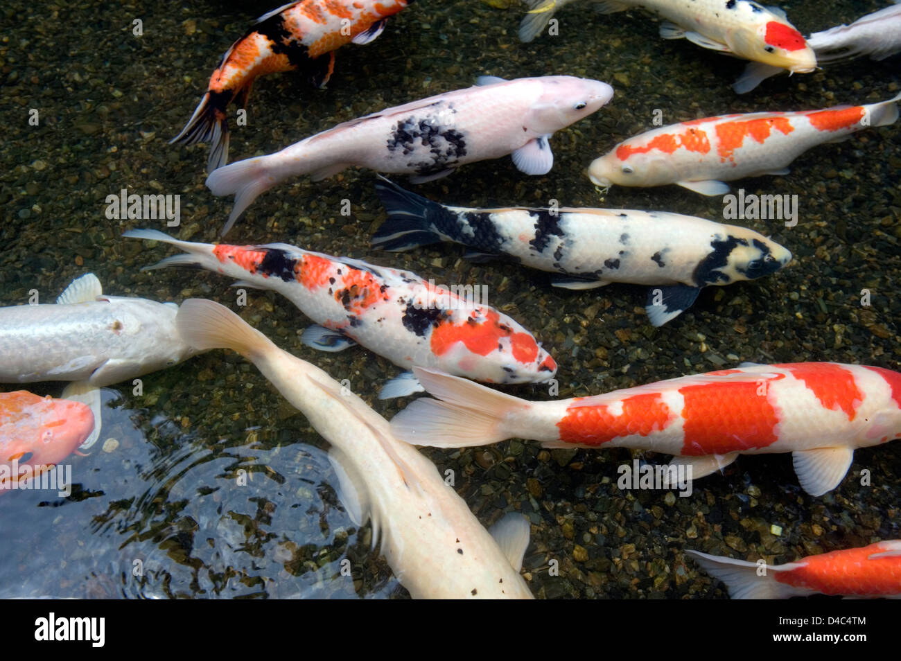 Orange, weiße und farbige KoiKarpfen schwimmen im seichten Teich in