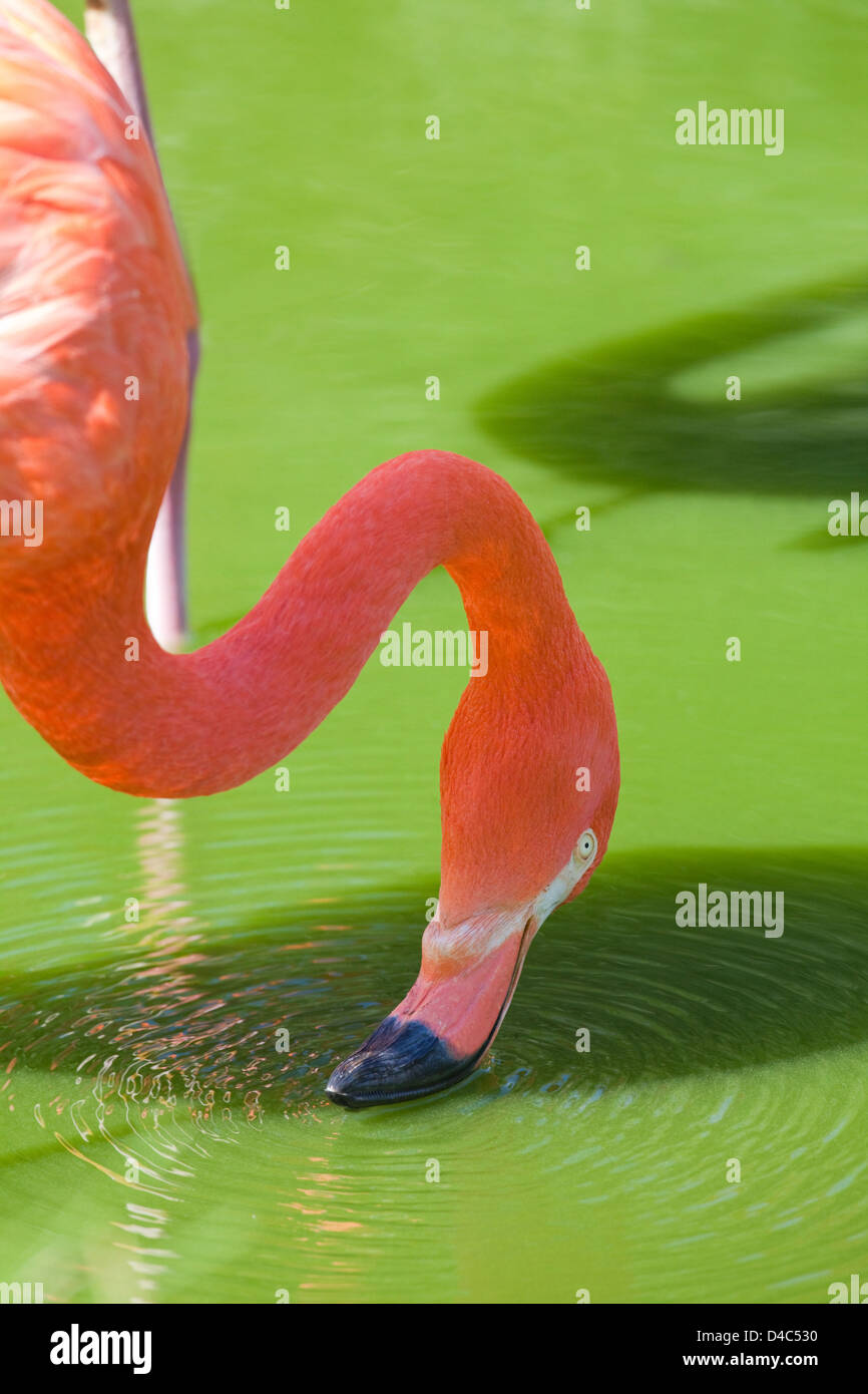 American, Karibik, Kuba oder rosa Flamingo (Phoenicopterus Ruber Ruber). Heller, amerikanische Rennen der Rosaflamingo. Fütterung. Stockfoto