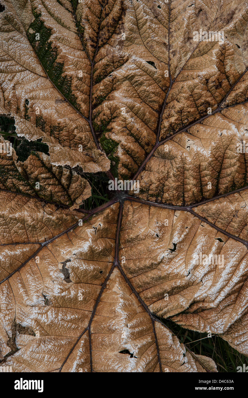 Irazu Vulkan-Nationalpark, Costa Rica Stockfoto