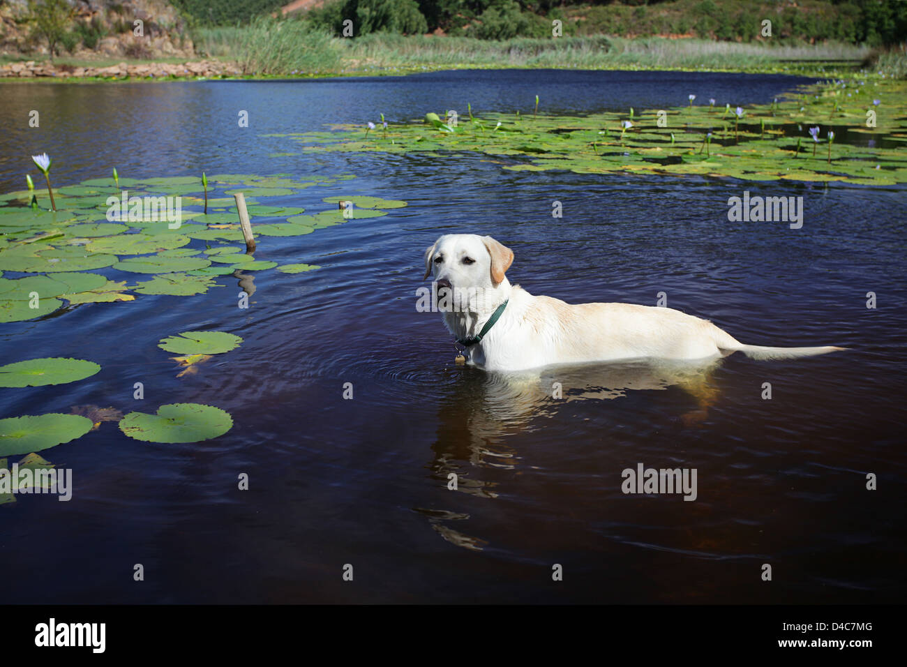 Lab labrador mutt breed Fotos und Bildmaterial in hoher Auflösung Alamy