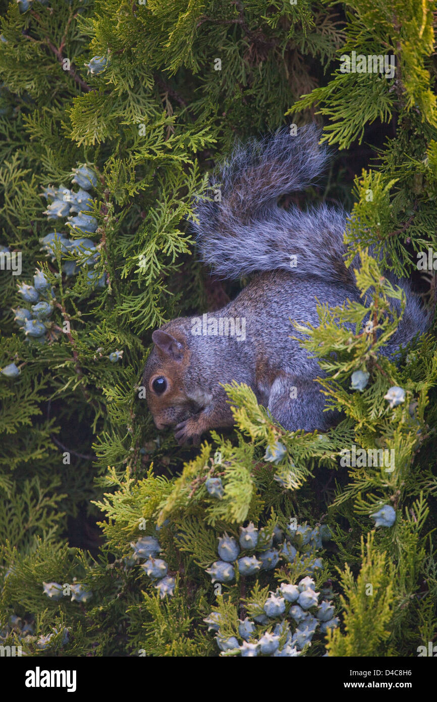 Graue Eichhörnchen (Sciurus Carolinensis), ernähren sich von Früchten oder Zapfen einer kultivierten Form der bunten Cypress Tree Cupressus sp. Stockfoto