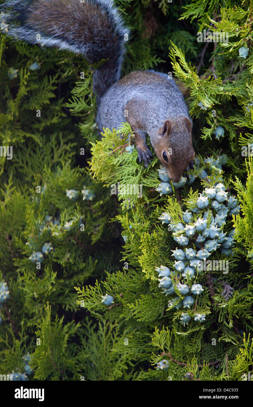 Graue Eichhörnchen (Sciurus Carolinensis), ernähren sich von Früchten oder Zapfen einer kultivierten Form der bunten Cypress Tree Cupressus sp. Stockfoto