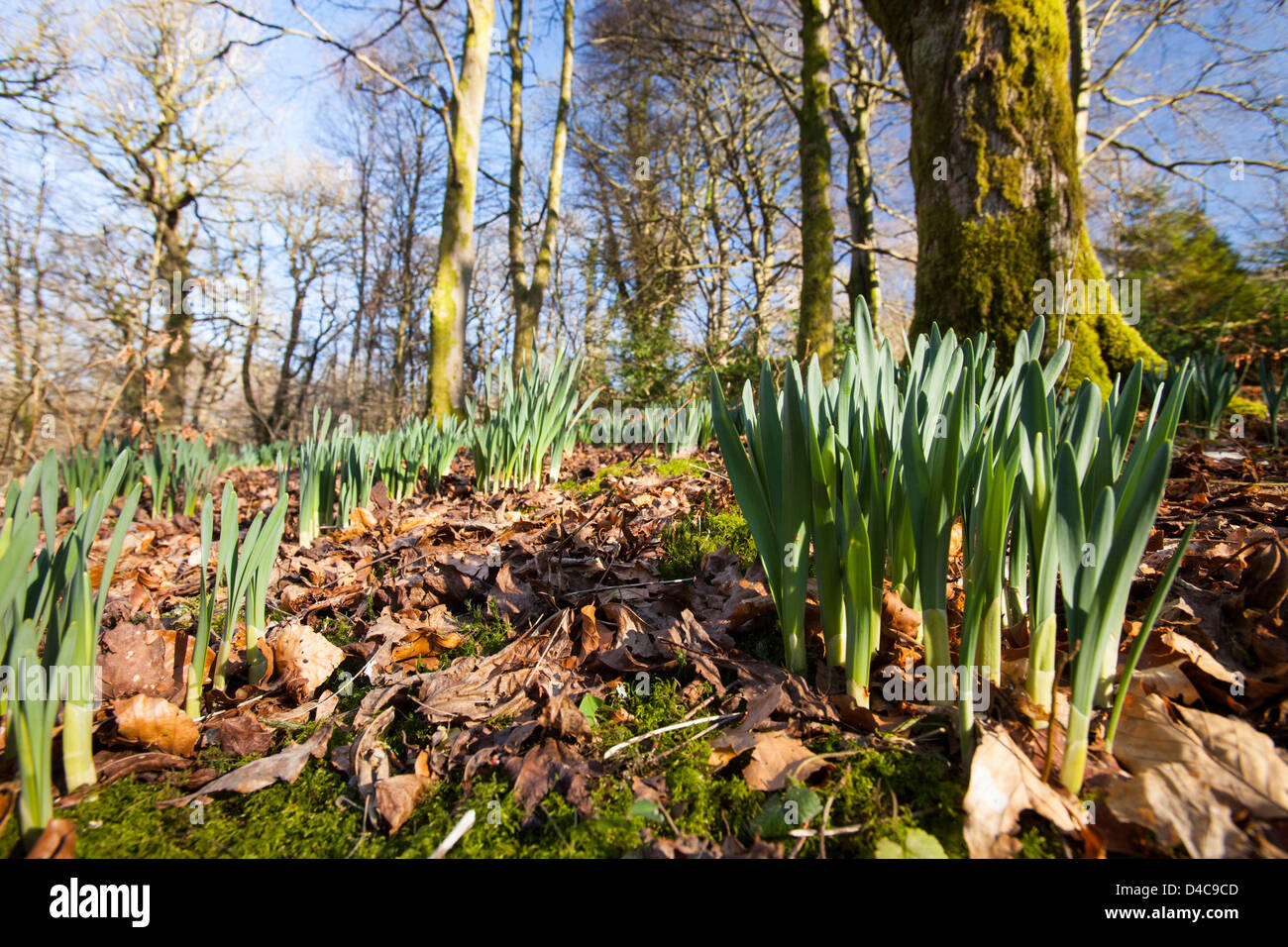 Narzissen wachsen in Stock Ghyll Woods, Ambleside, Lake District, Großbritannien. Stockfoto