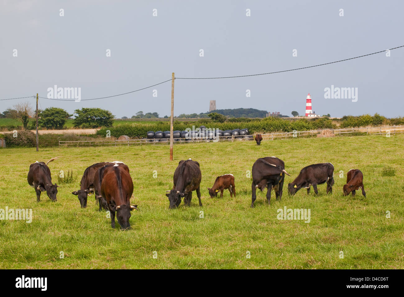 Gloucester Rinder Vordergrund, mit dem Hintergrund der Happisburgh Kirche und Leuchtturm aus dem Warenkorb Lücke, North Norfolk. Stockfoto Gloucester Rinder Vordergrund, mit dem Hintergrund der Happisburgh Kirche und Leuchtturm aus dem Warenkorb Lücke, North Norfolk. Stockfoto