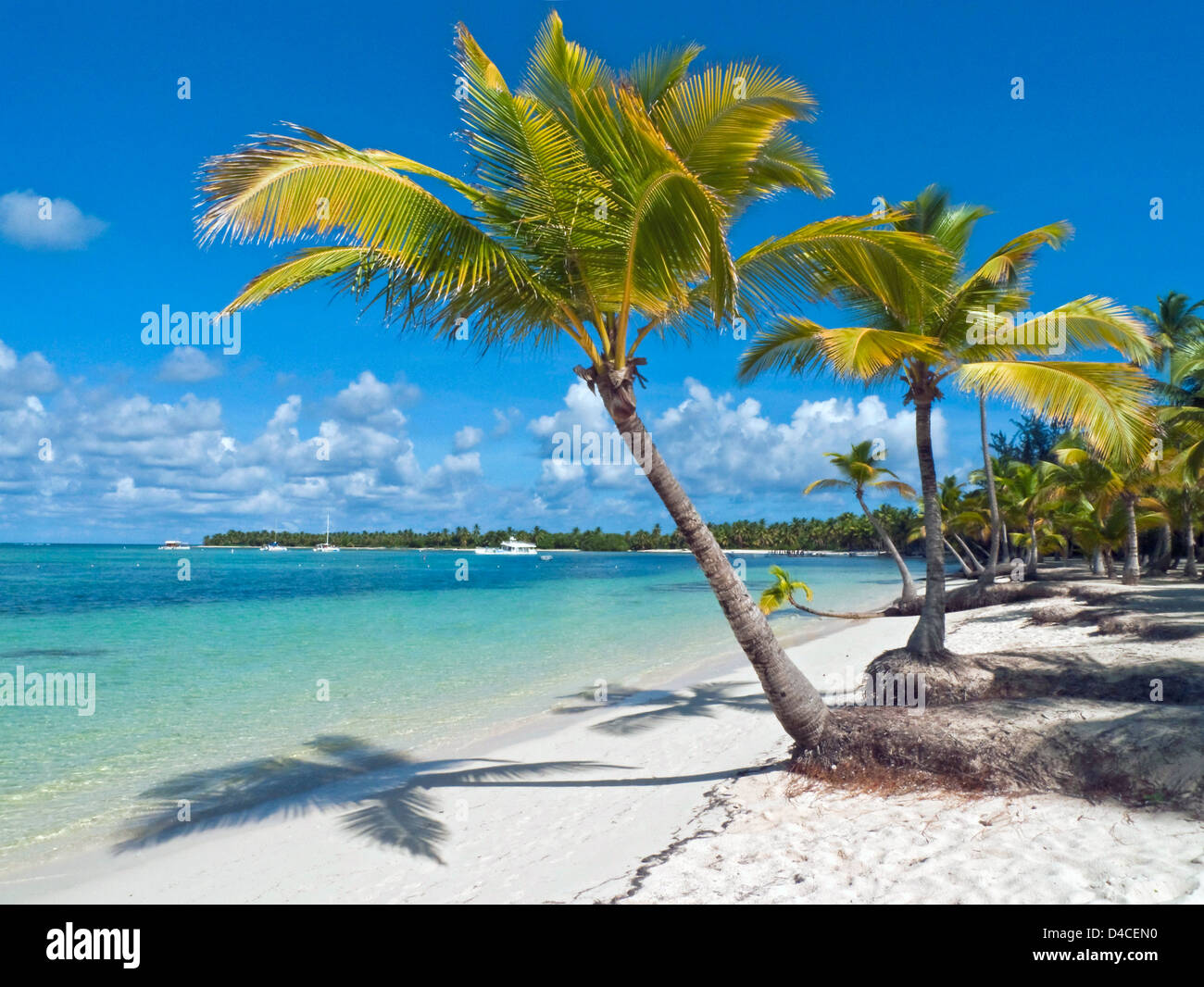 Palmen am Playa Bavaro, Punta Cana, Dominikanische Republik, Karibik, Amerika Stockfoto