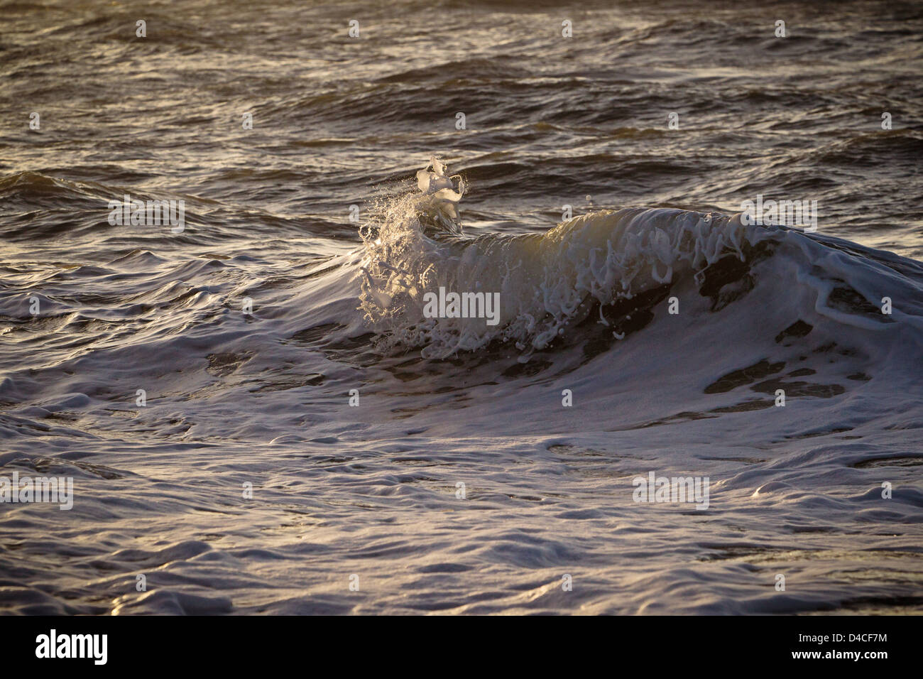 Wellen in der Nordsee vor Sylt, SchleswigHolstein, Deutschland, Europa