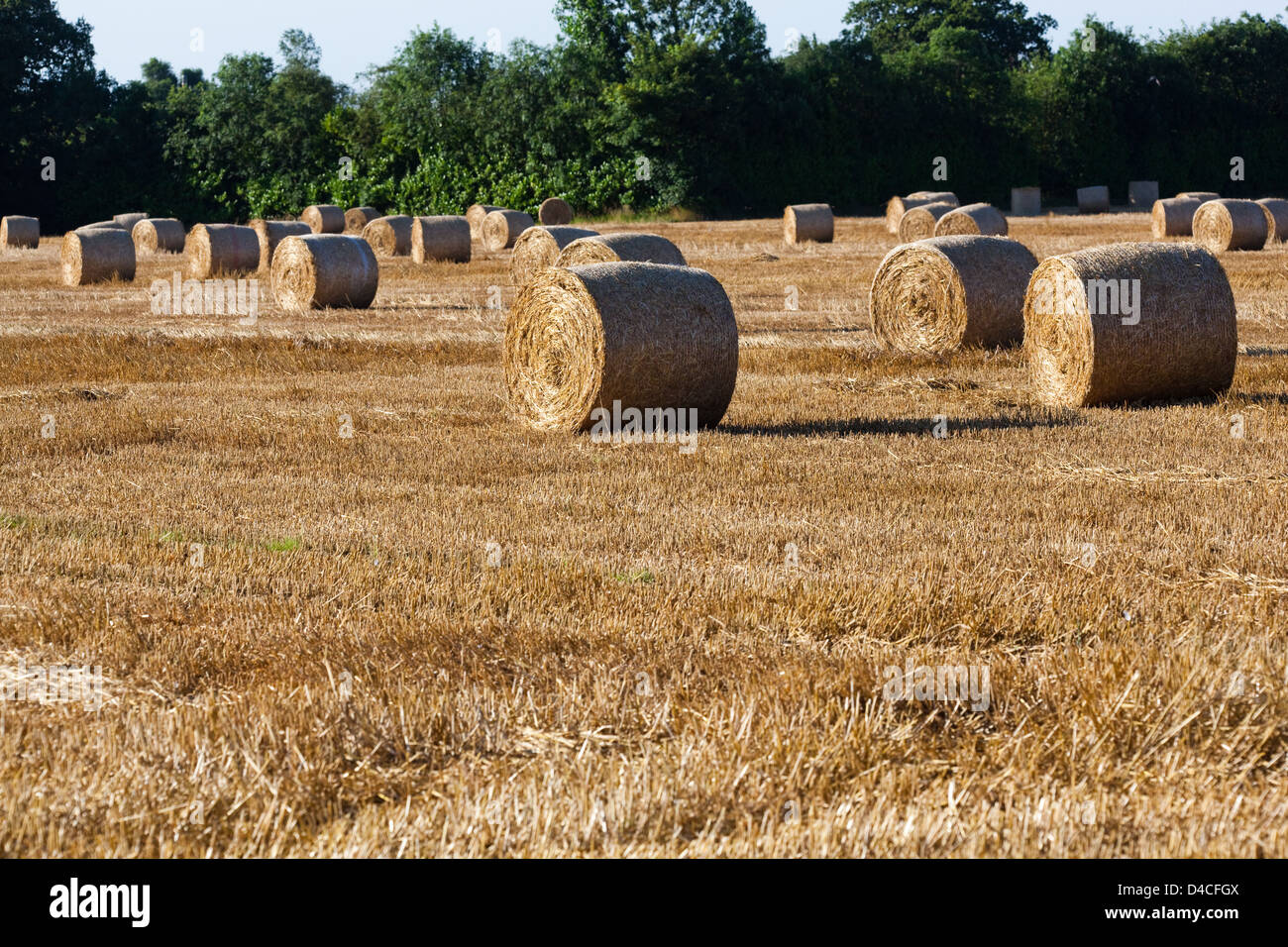 Kombinieren Sie geerntet Getreide Feld mit Stroh Rundballen warten auf Sammlung. Stockfoto