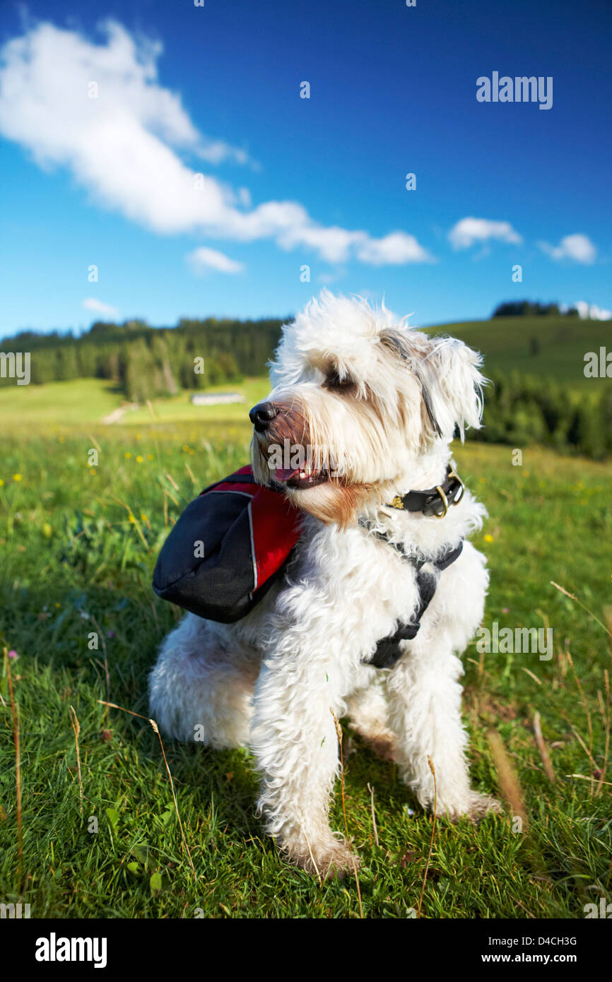 Weißer Hund mit Rucksack auf Feldberg, Oberried, Baden-Württemberg, Deutschland, Europa Stockfoto