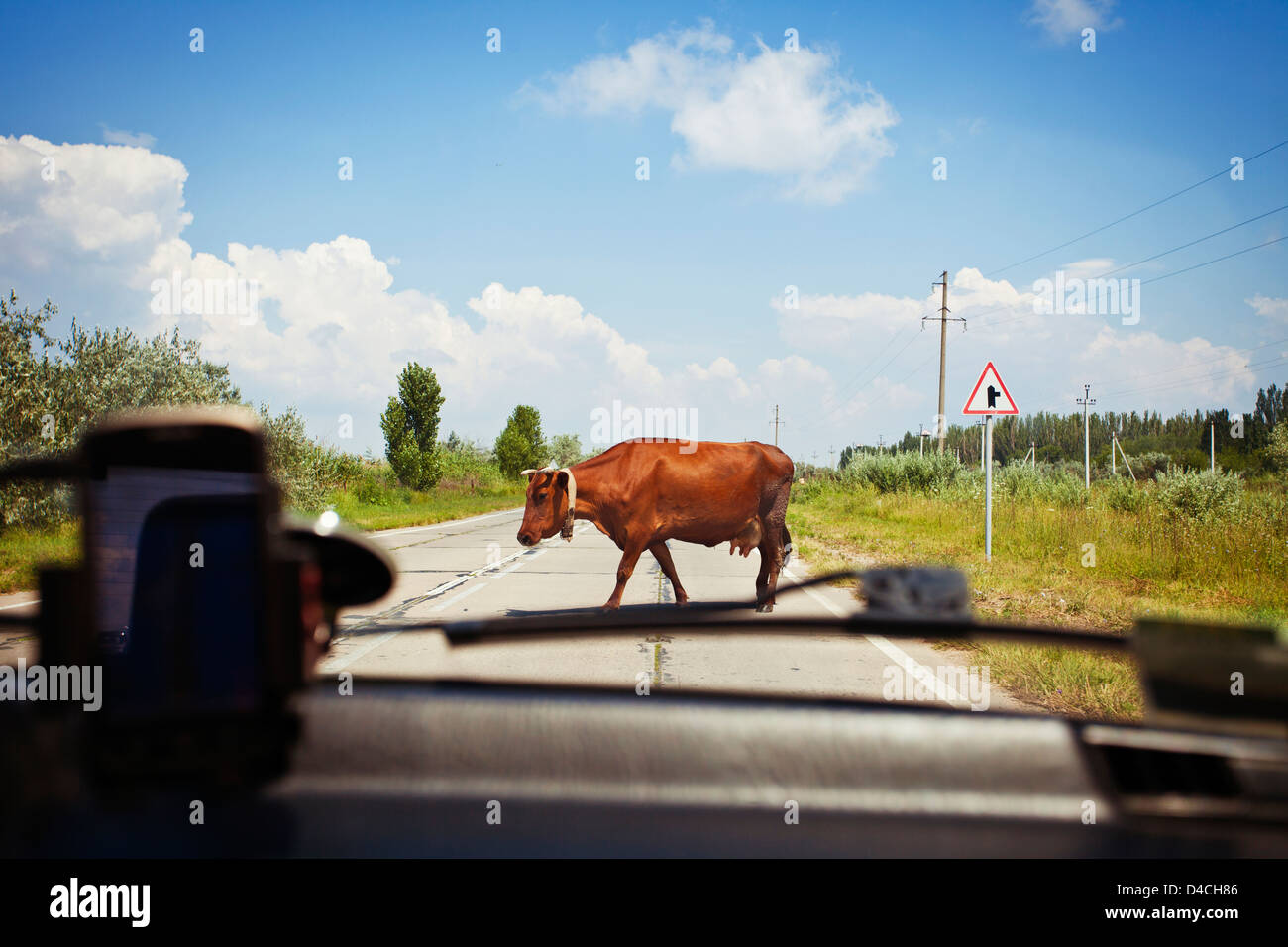 Kuh auf der Straße auf dem Lande Stockfoto