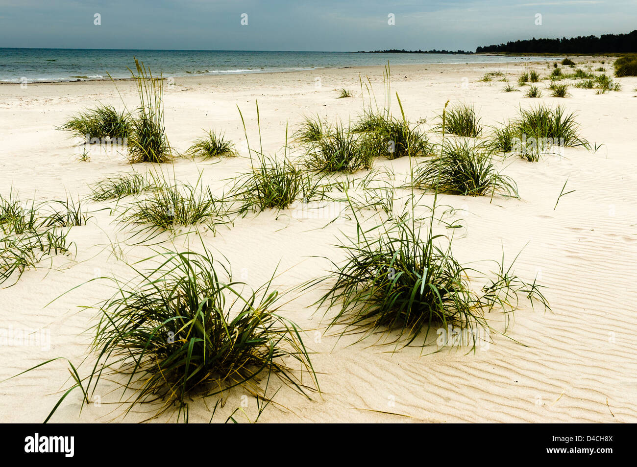 Wilde windigen Sandstrand an der Ostseeküste mit Büscheln von Wildgras Stockfoto