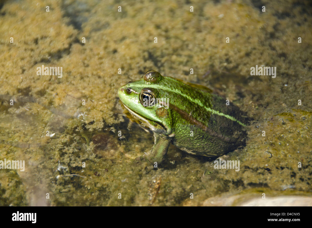 Grüne Frosch im Teich Stockfoto