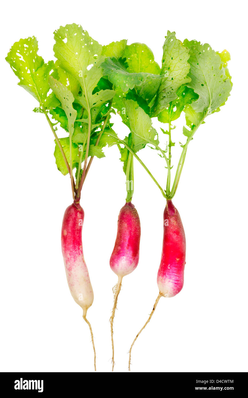 Es ist echte natürliche Frühjahr Gemüse - ein Radieschen. Es ist ohne  Chemie und Düngemittel aufgewachsen. Blätter wurden von Insekten gefressen  Stockfotografie - Alamy