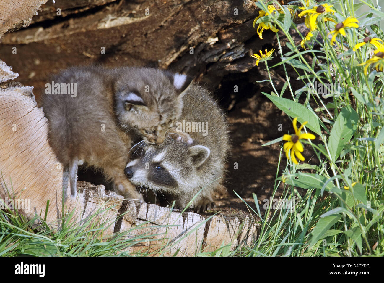 Ein junger Waschbär (Procyon Lotor) spielt mit einem jungen Bobcat (L) (Felis Rufa) in eine Baumhöhle an die Minnesota Wild Verbindung in Sandstein, USA, 2007.  Foto: Ronald Wittek Stockfoto