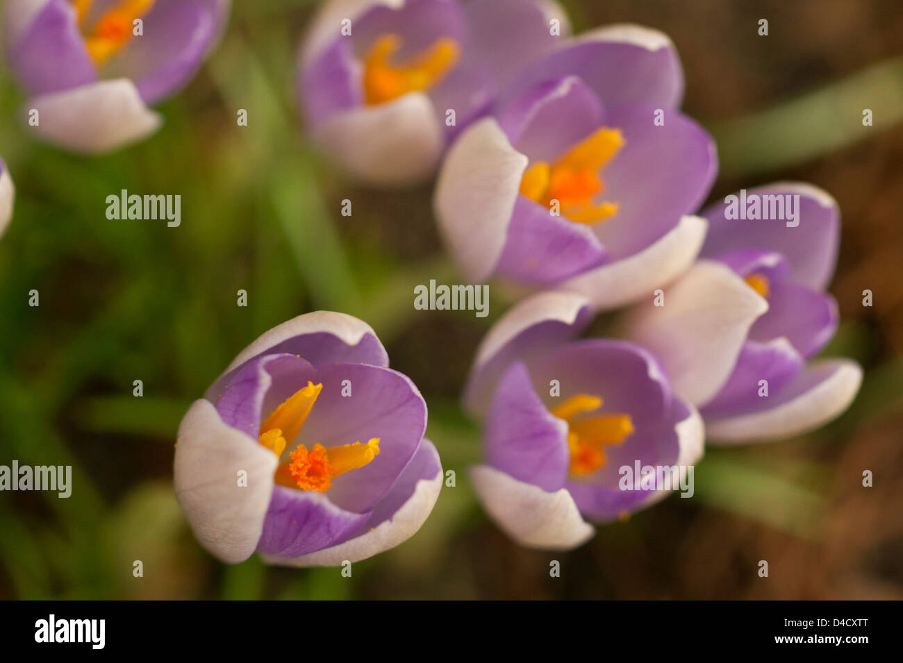 Weiße und violette Krokusblüten Stockfoto