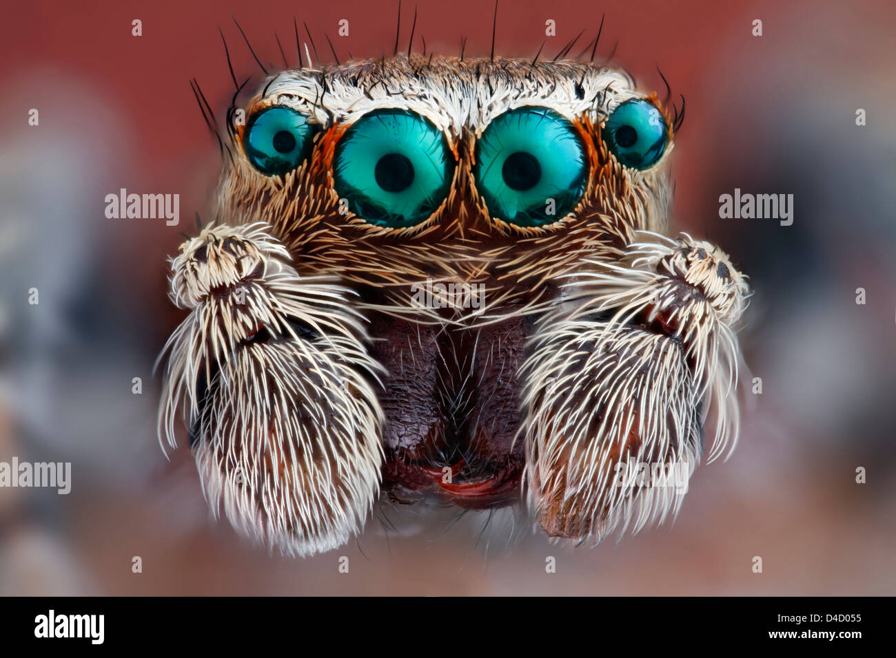 Kopf einer springenden Spinne (Salticidae), extreme Nahaufnahme Stockfoto