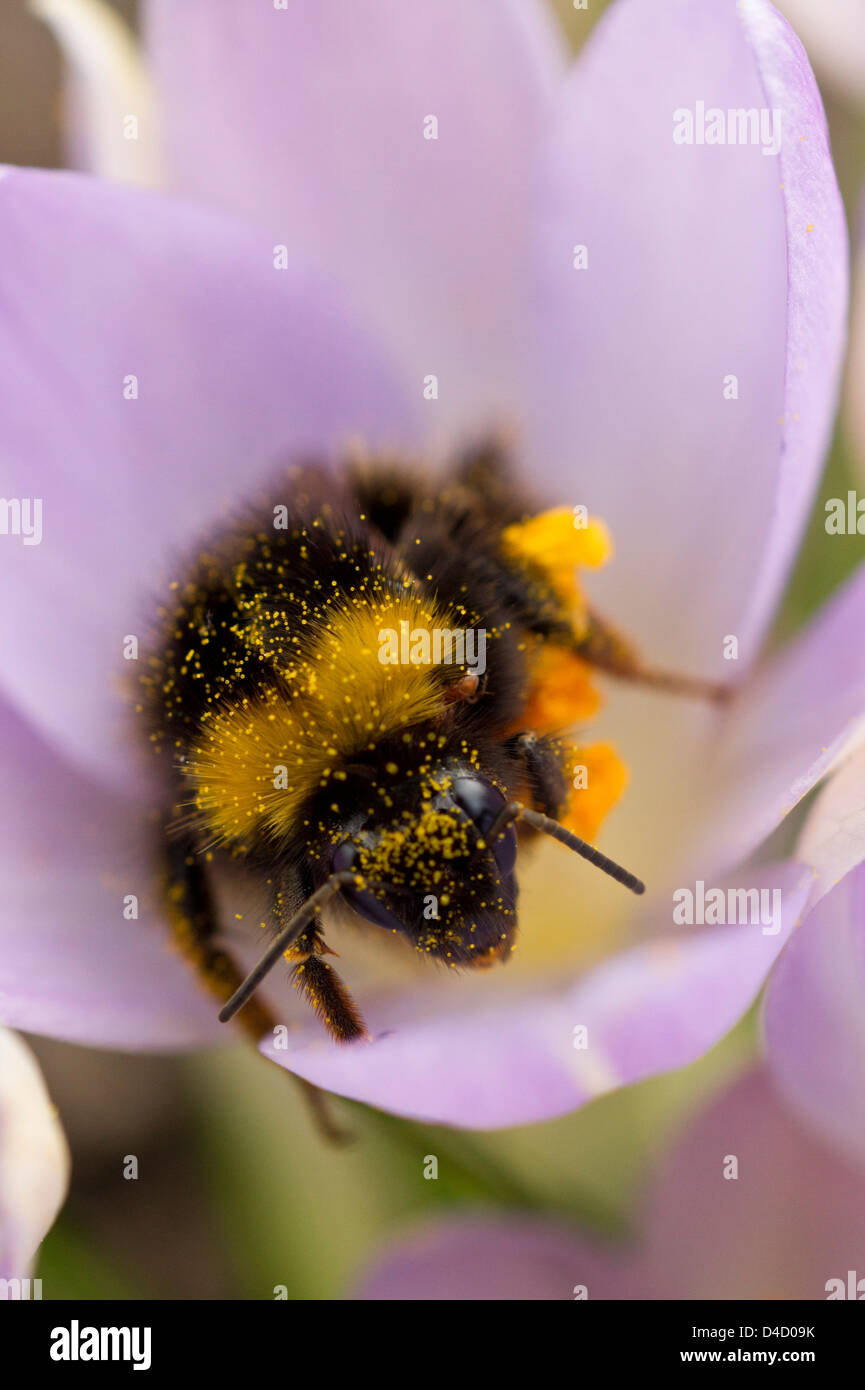 Hummel, der zu viel gegessen Stockfoto