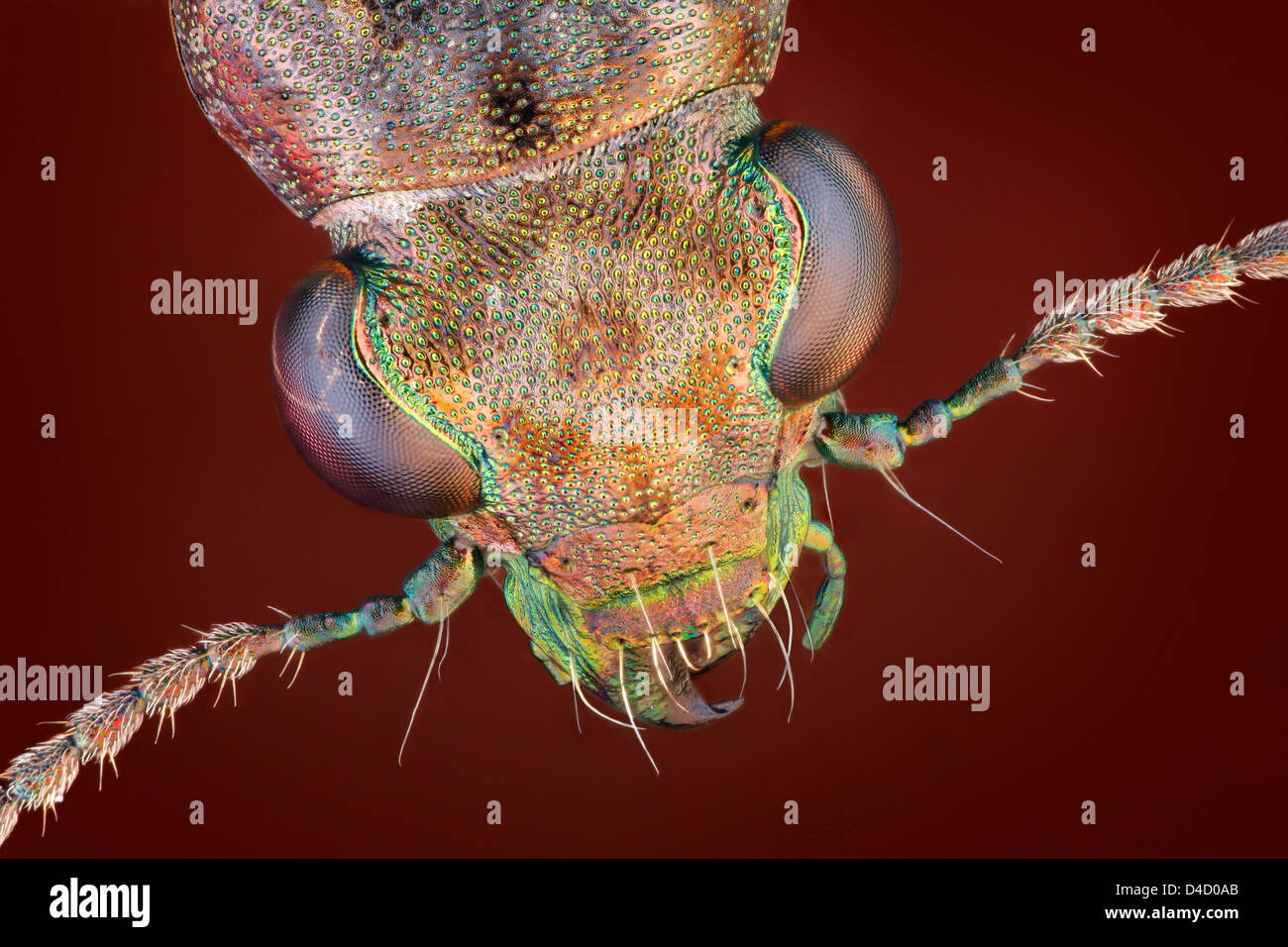 Kopf eines Boden-Käfers Elaphrus, extremen Nahaufnahmen Stockfoto