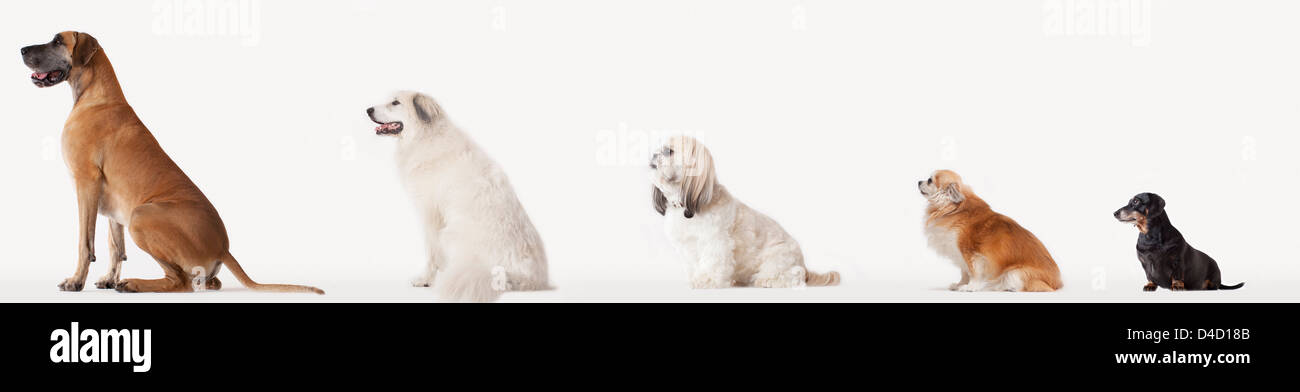 Collage von Hunden in absteigender Größe Stockfoto