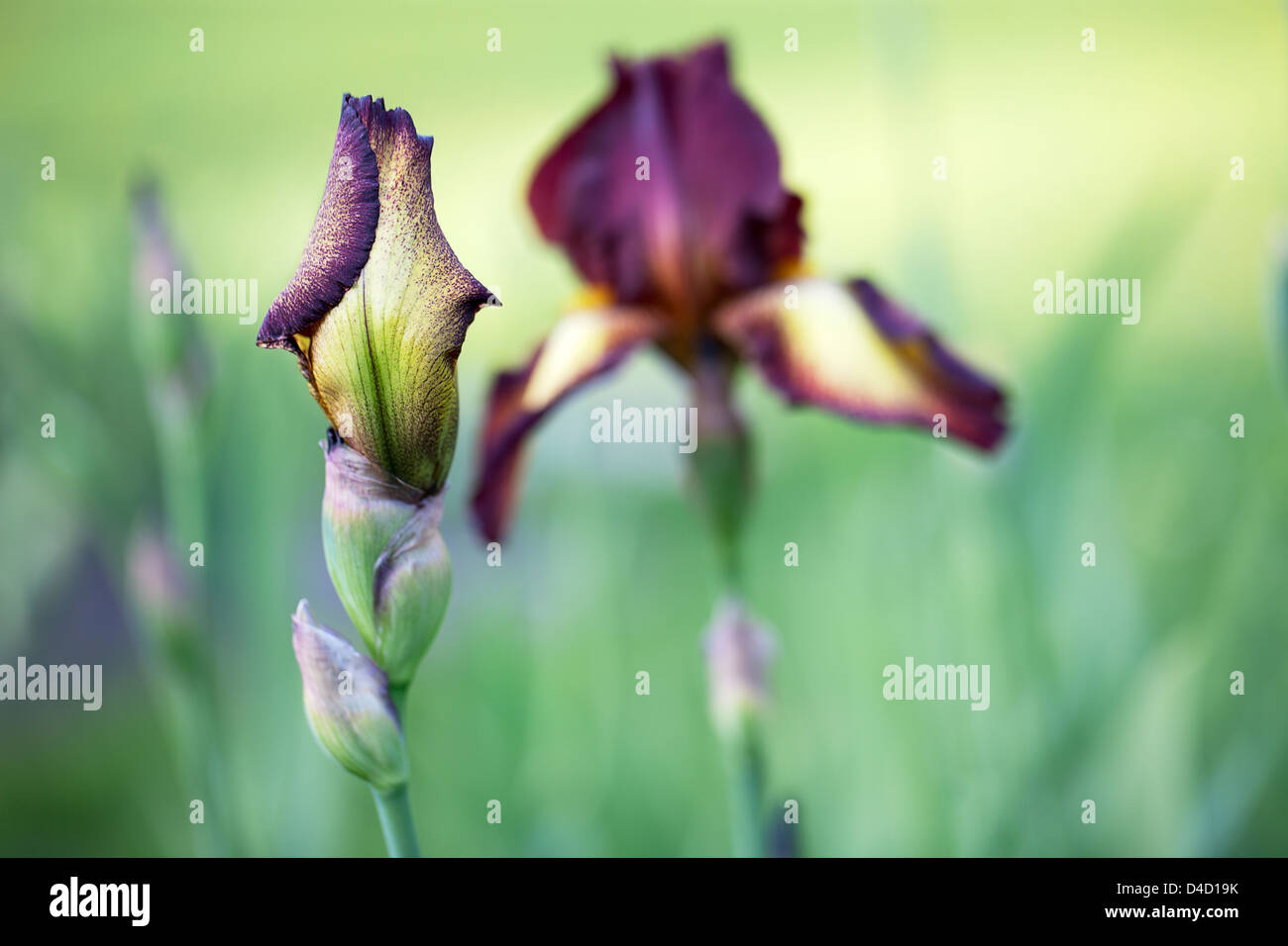 Iris Barbata Provencal Stockfoto