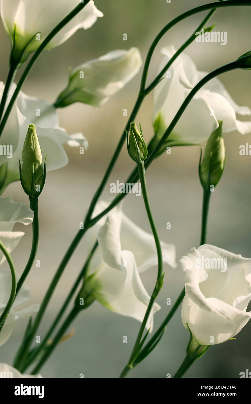 Lisianthus Eustoma grandiflorum Stockfoto