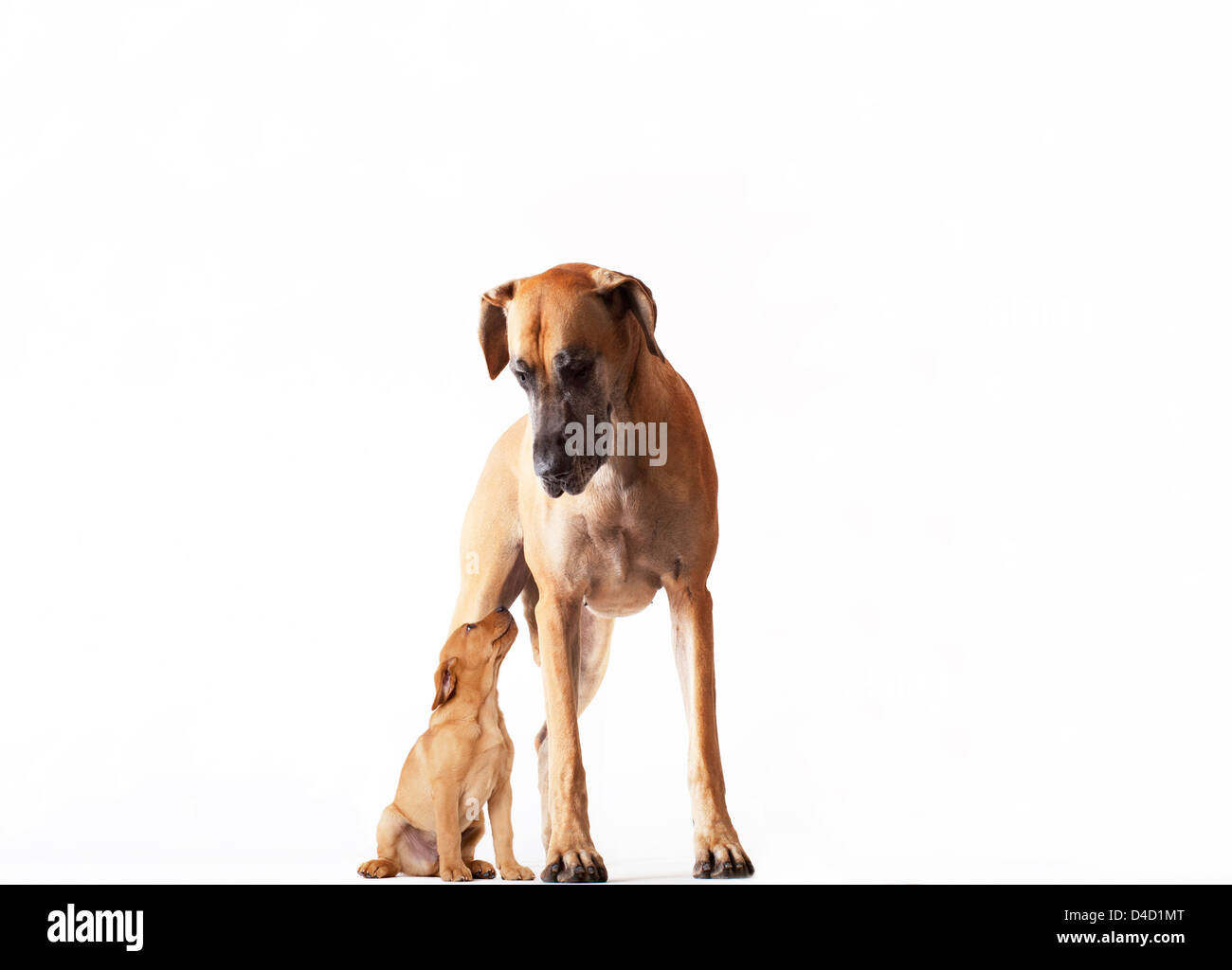 Mutter mit Welpen Hund stehen Stockfoto