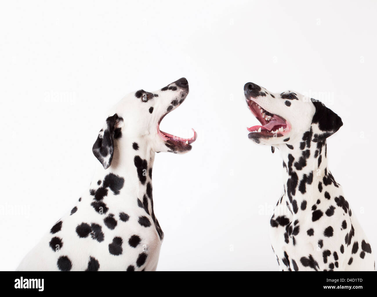 Hunde heulen sich gegenseitig Stockfoto