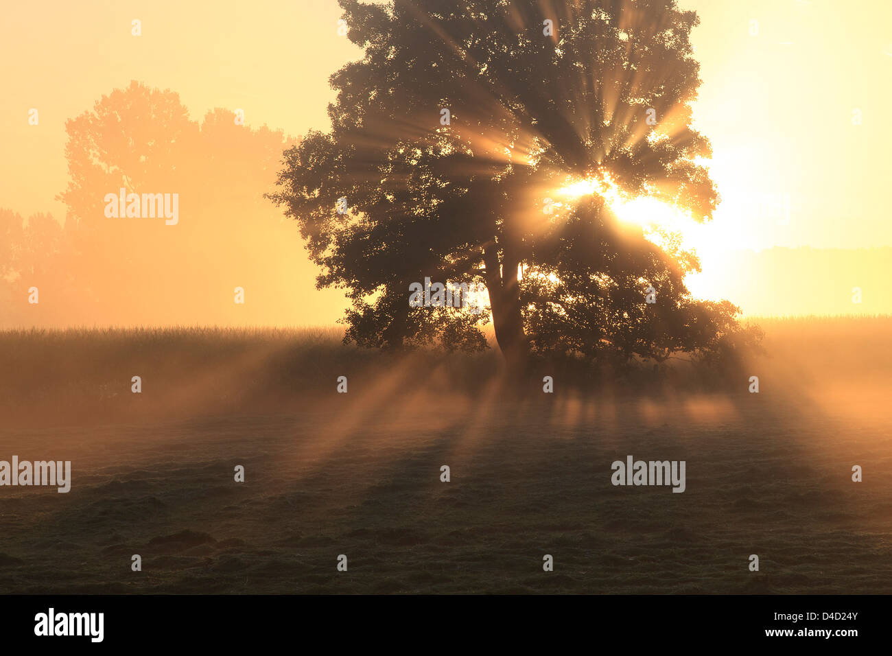 Baum bei Sonnenuntergang, Sauerland, Nordrhein-Westfalen, Deutschland, Europa Stockfoto