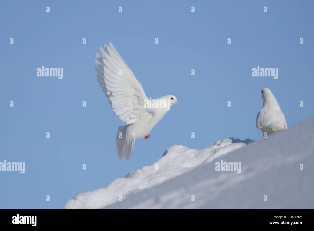 Weiße Tauben in Schnee, Bayern, Deutschland, Europa Stockfoto