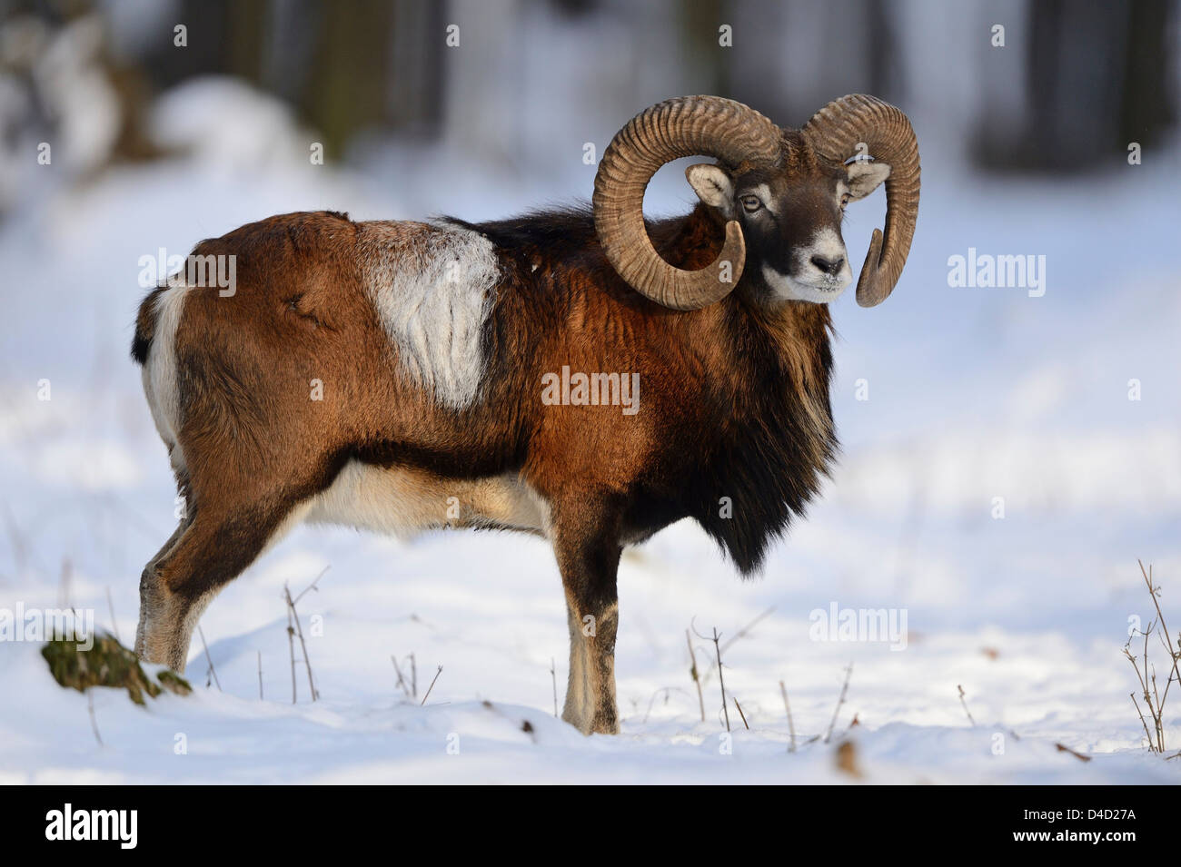 Europäischer Mufflon Ovis Orientalis Musimon, im Schnee, Bayern, Deutschland, Europa Stockfoto