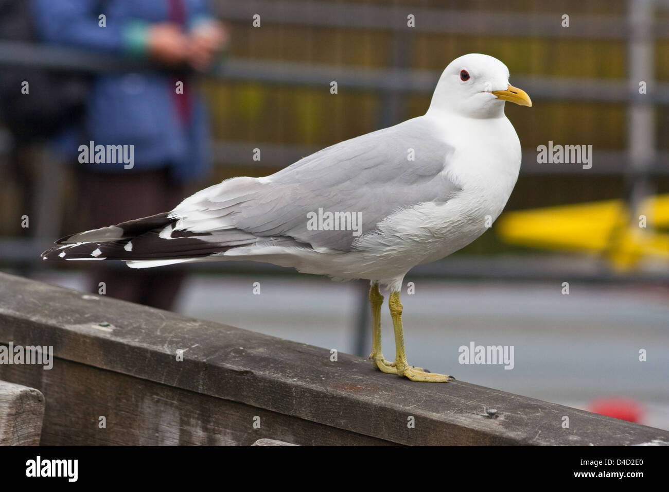 Gemeinsamen Möwe auf der Suche nach Nahrung in Tromsø, Nordnorwegen Stockfoto