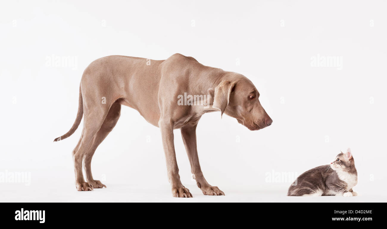 Hund und Katze sahen einander Stockfoto