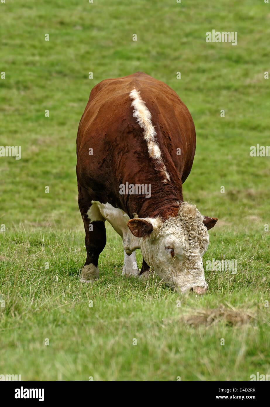 Hereford Bull grasen auf der Weide, UK Stockfoto