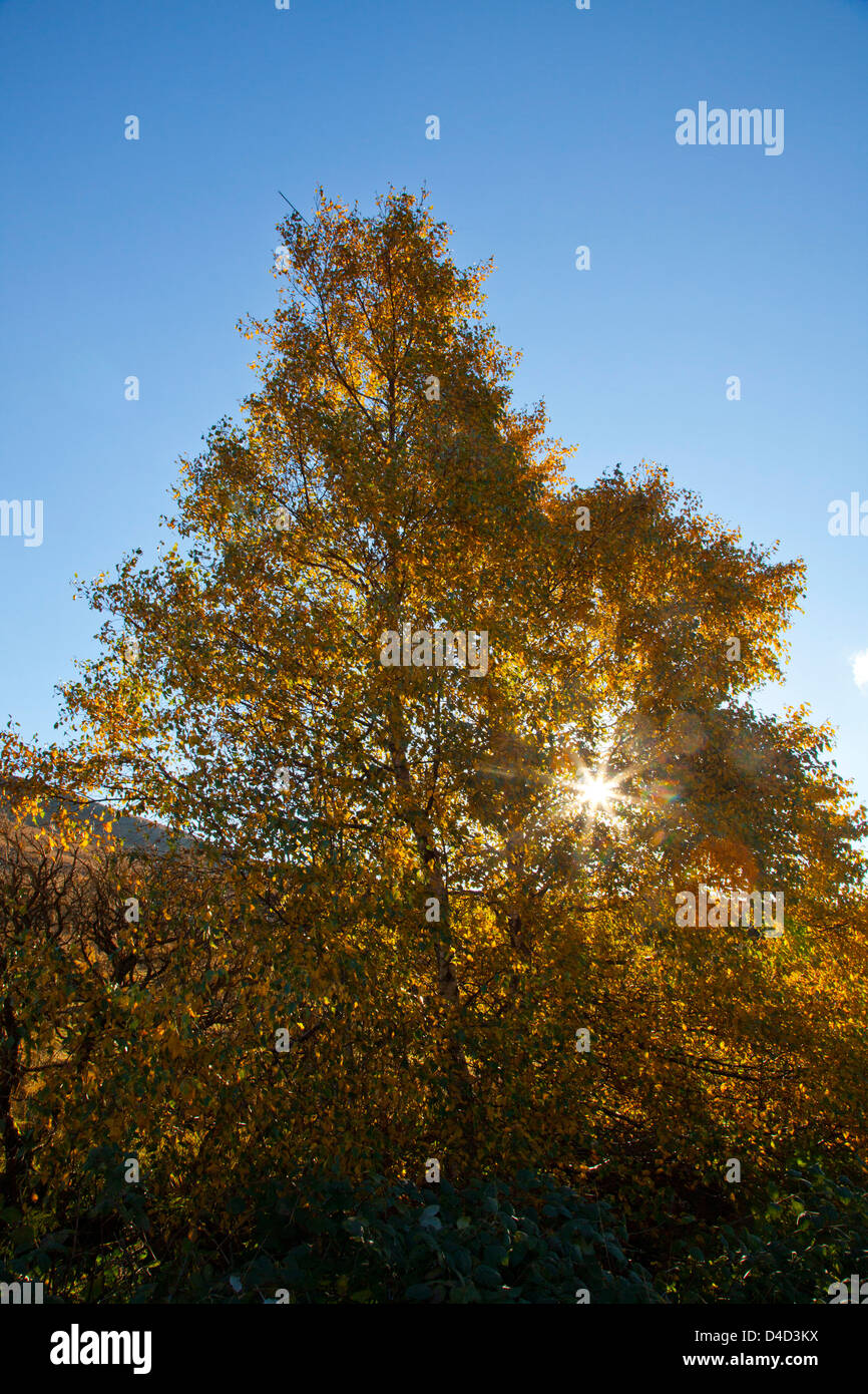 Herbst Moor-birke Baum in Glenhest, Co. Mayo, Irland. Stockfoto
