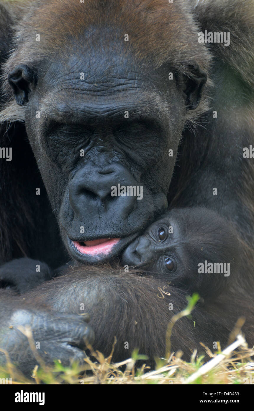 Weibliche Flachlandgorilla umarmt baby Stockfoto