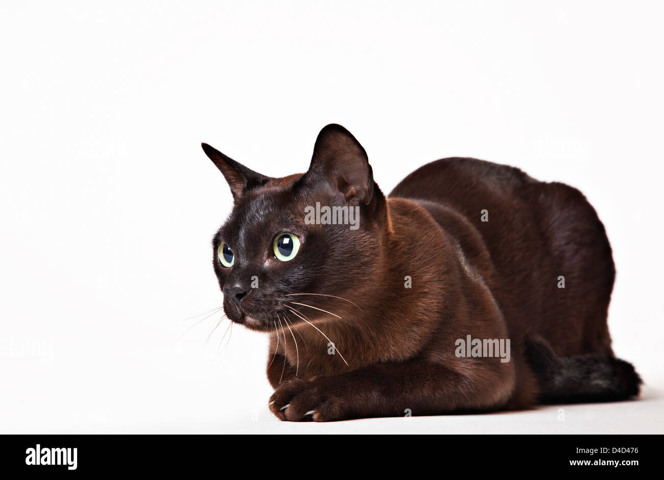 Katze-Objekt in Ferne betrachten Stockfoto