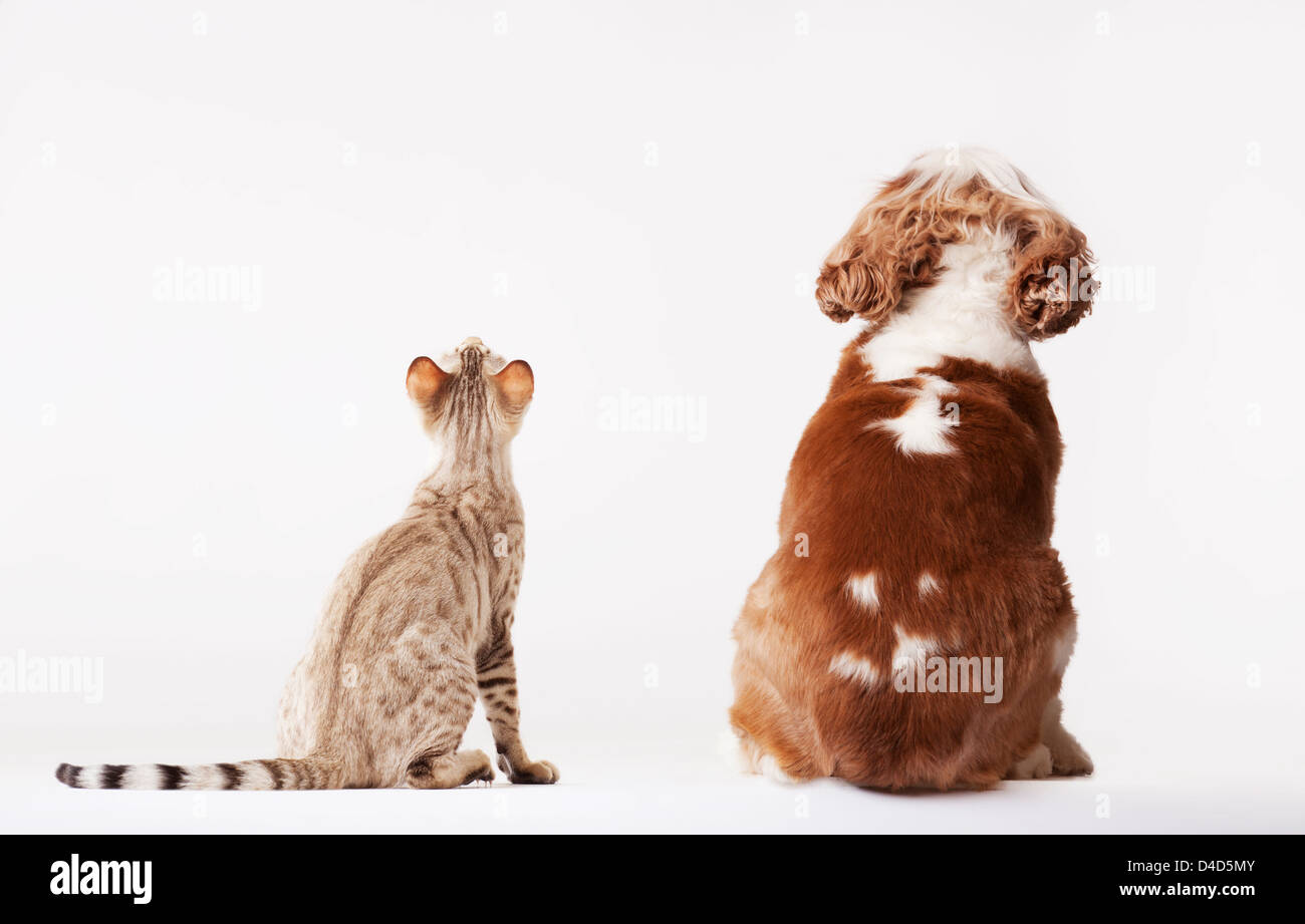 Hund und Katze zusammen nachschlagen Stockfoto