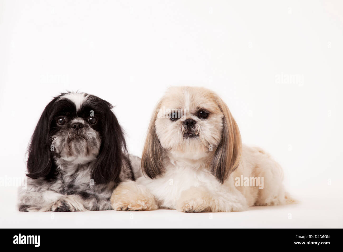 Hunde sitzen zusammen Stockfoto