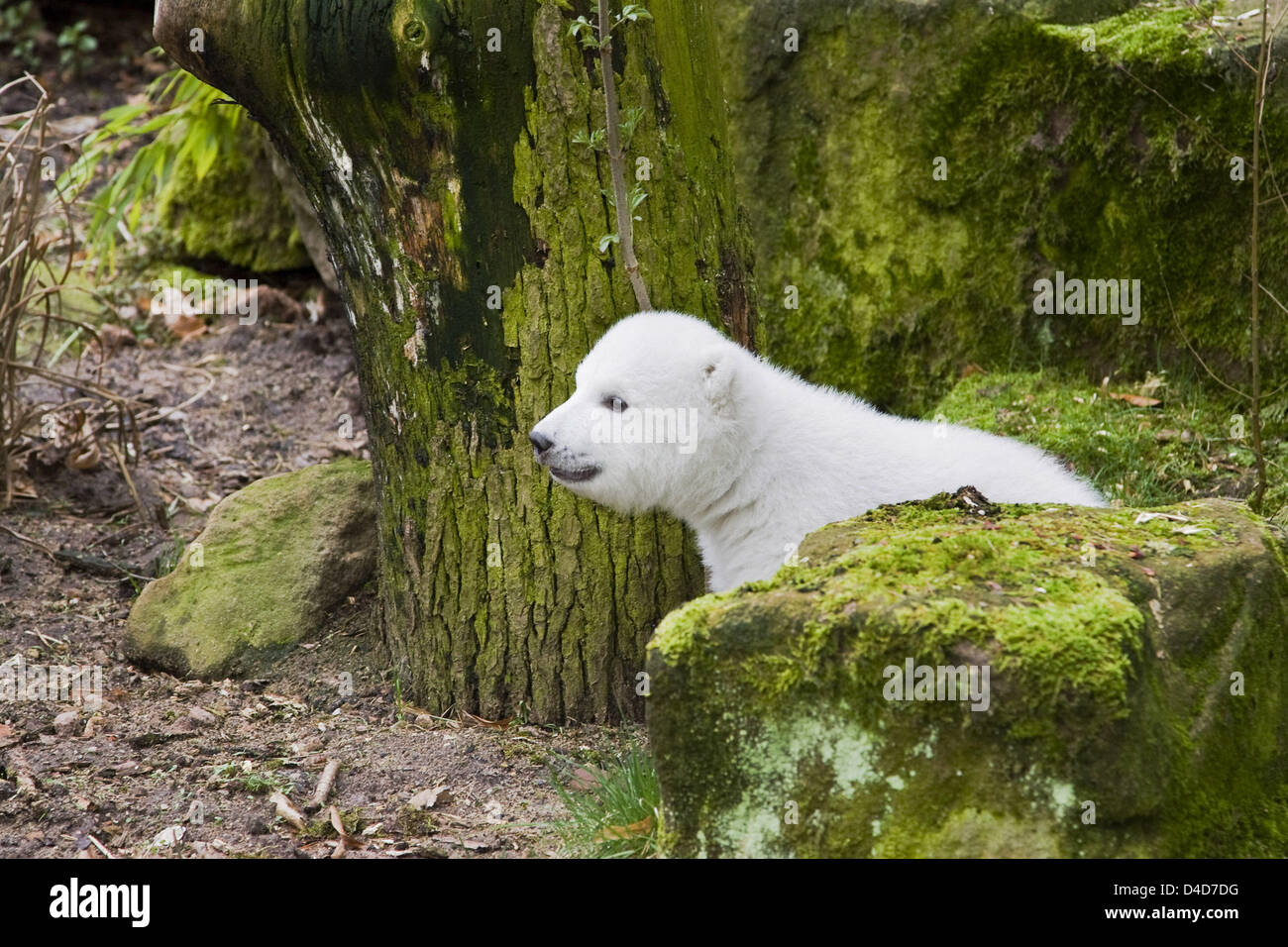 das Bild zeigt junge Eisbär Jungtier "Flocke" Erkundung ein Freigehege für das erste Mal im Nürnberger Zoo in Nürnberg, 27. März 2008. In der Regel Tiger leben in das Gehäuse, sondern zu einem anderen wegen Bauarbeiten verlegt werden mussten. Die offizielle Premiere für die Besucher des Zoos zu sehen, die weiblichen Polar Bear Cub werden am 9. April 2008. Foto: RALF Stockfoto