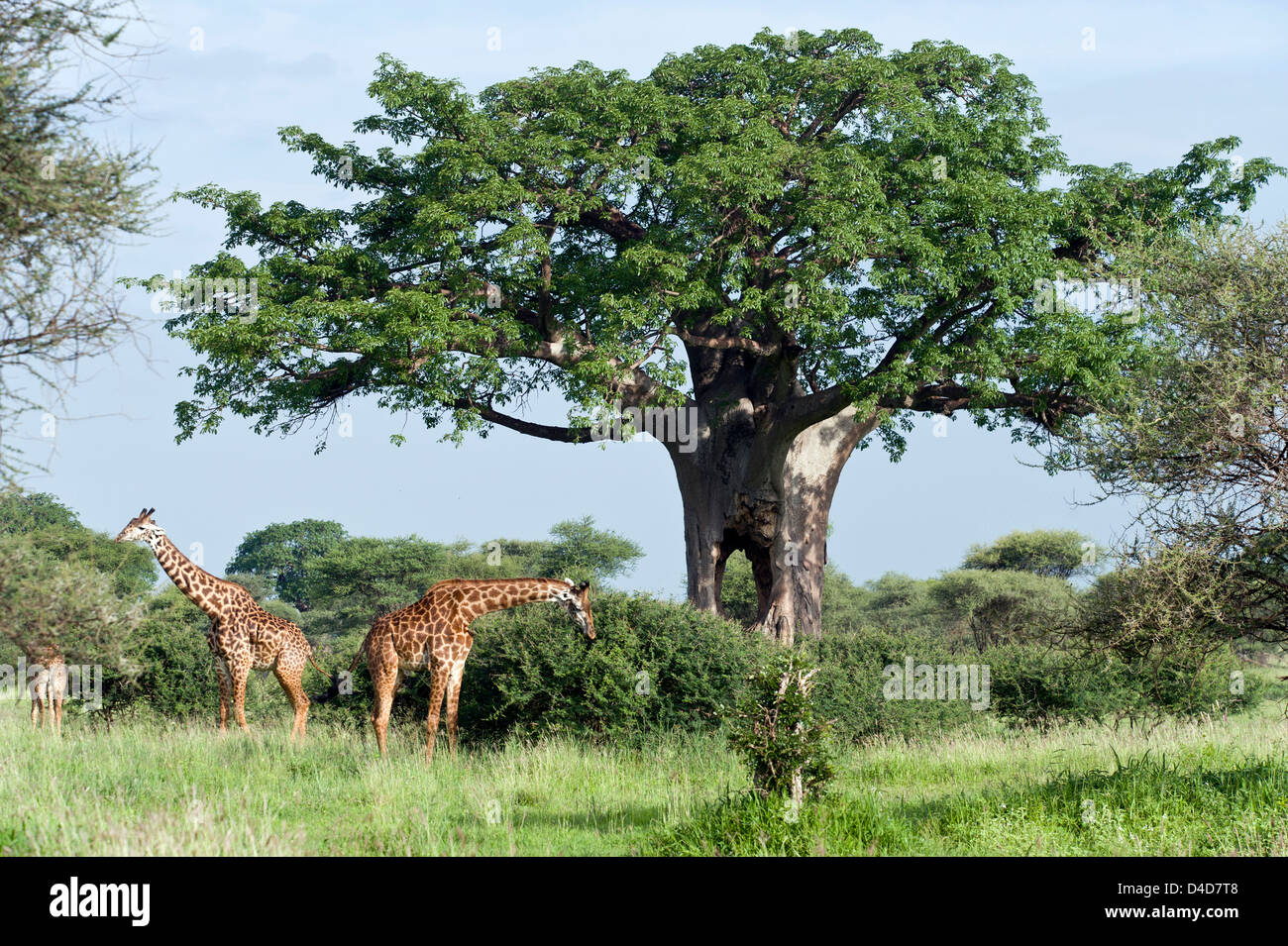 Rothschild Giraffen, Giraffa Plancius Rothschildi unter Baobab-Baum, Tarangire Nationalpark, Tansania, Afrika Stockfoto