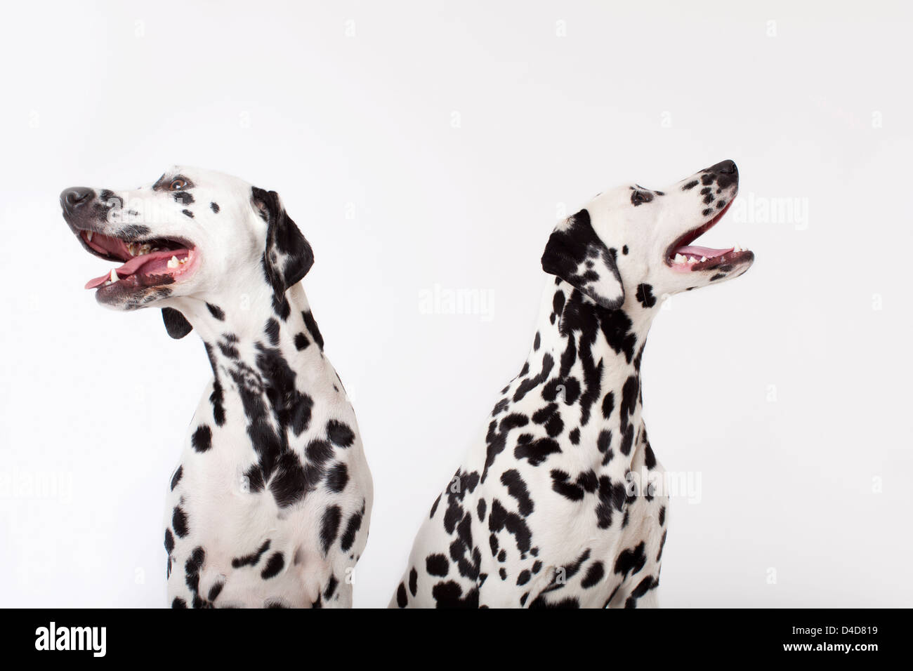 Identische Hunde hecheln zusammen Stockfoto