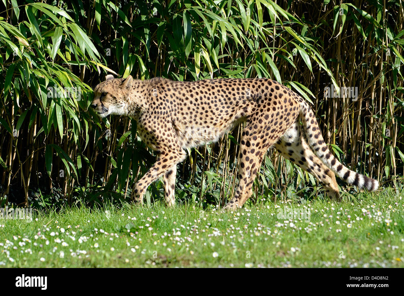 Nahaufnahme des Profils afrikanischen Cheetah (Acinonyx Jubatus) zu Fuß auf dem Rasen Stockfoto