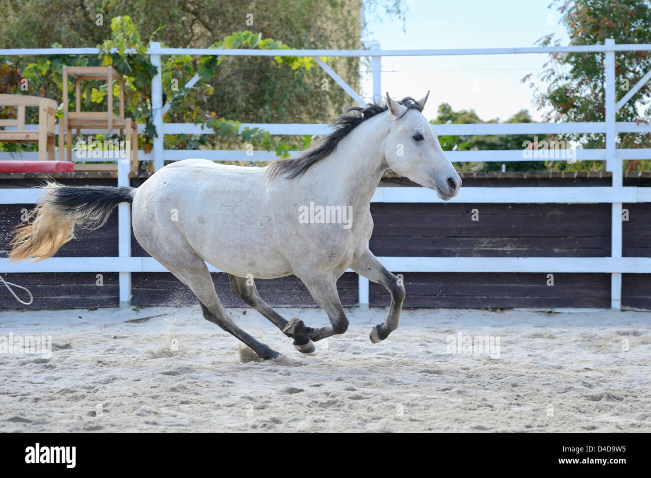 Graues Pferd galoppierend in einem Kurs Springreiten, Porträt Stockfoto