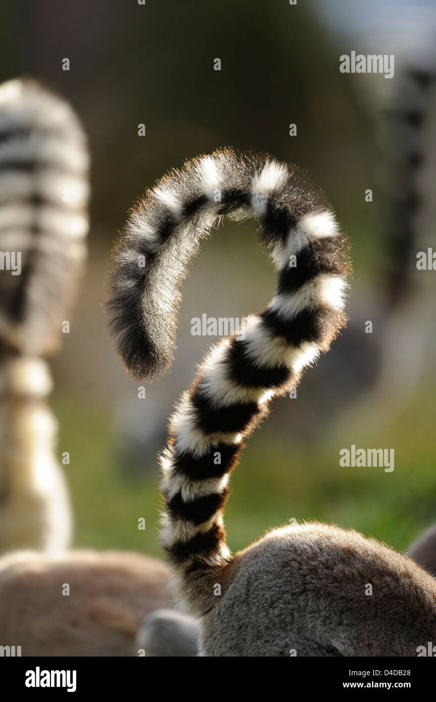 Tails der Kattas (Lemur Catta) im Augsburger Zoo, Deutschland Stockfoto