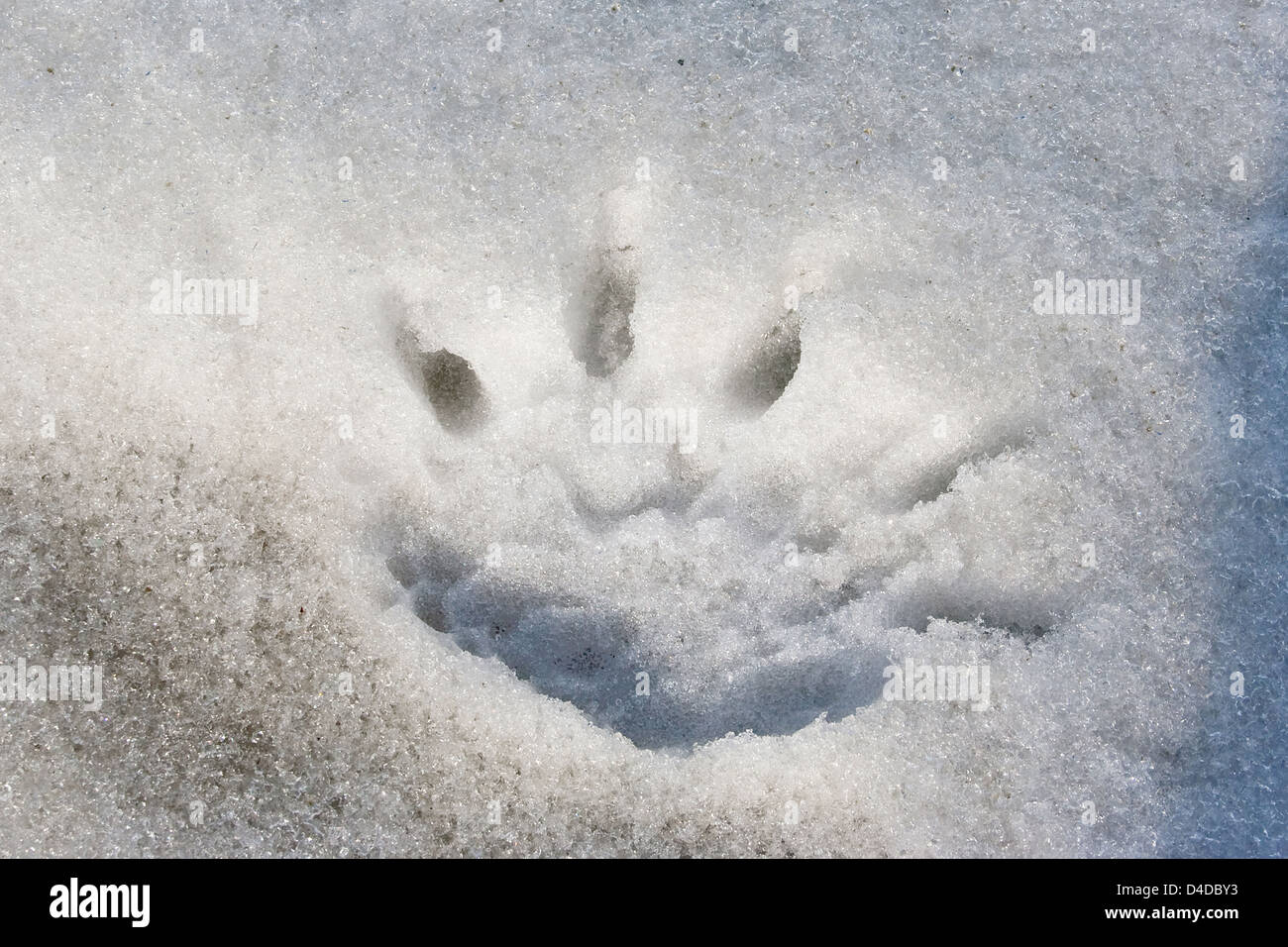 Polar Bear Paw-Print in den Schnee in Ny Alesund, Spitzbergen, die weltweit nördlichste zivile Siedlung Stockfoto