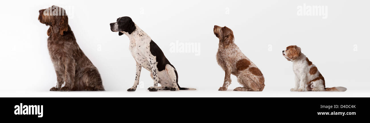 Hunde sitzen in aufsteigender Reihenfolge Stockfoto