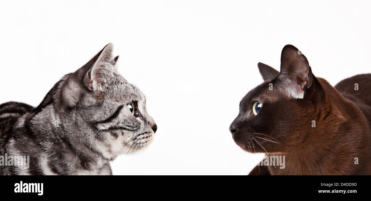 Katzen suchen sich gegenseitig Stockfoto