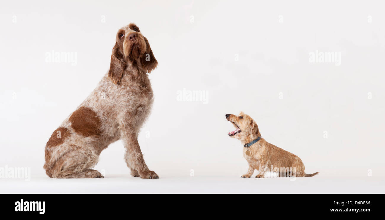 Kleiner Hund bellen bei größeren Hund Stockfoto