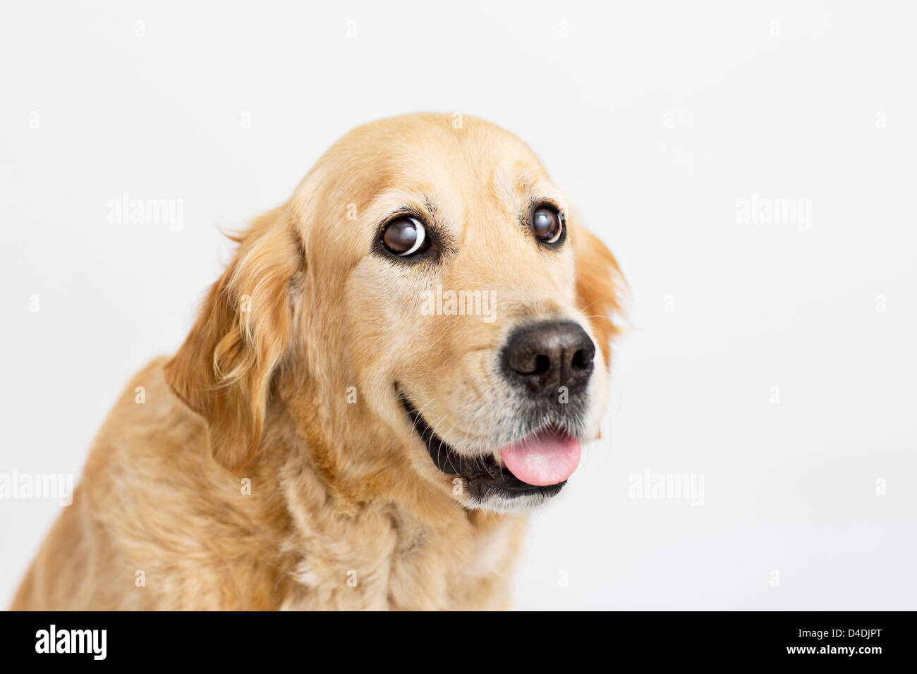 Nahaufnahme eines Hundes Gesicht Stockfoto