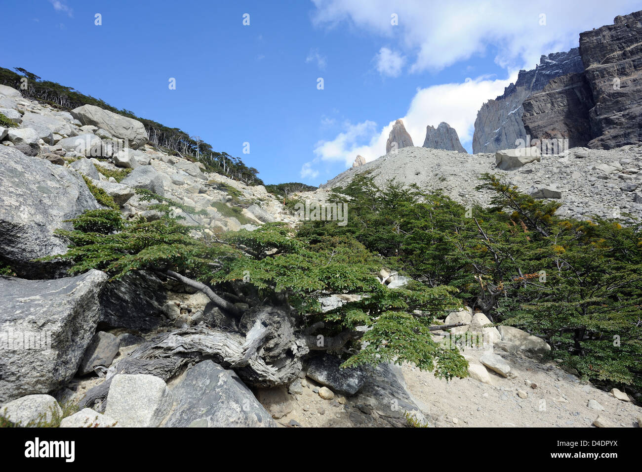 Eine verkümmerte südlichen (Nothofagus-Arten) Buche neben dem Weg zum Aussichtspunkt Las Torres Stockfoto