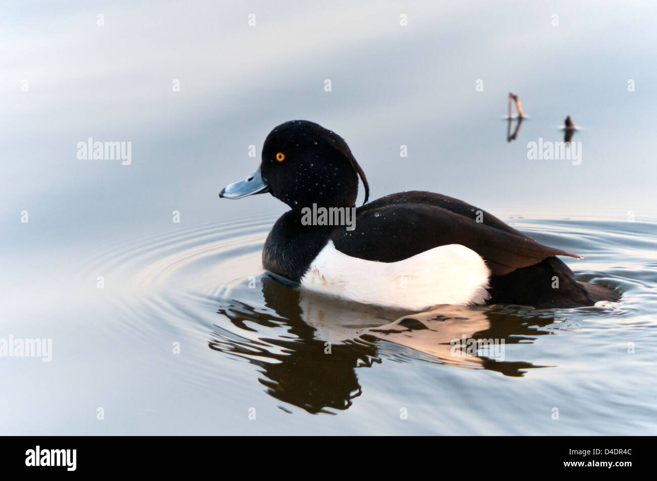 Eine männliche Reiherenten Aythya Fuligula, genommen in Southport, Lancashire Stockfoto